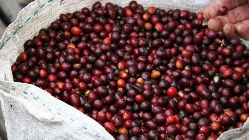 Buon Ma Thuat coffee exchange to begin trading