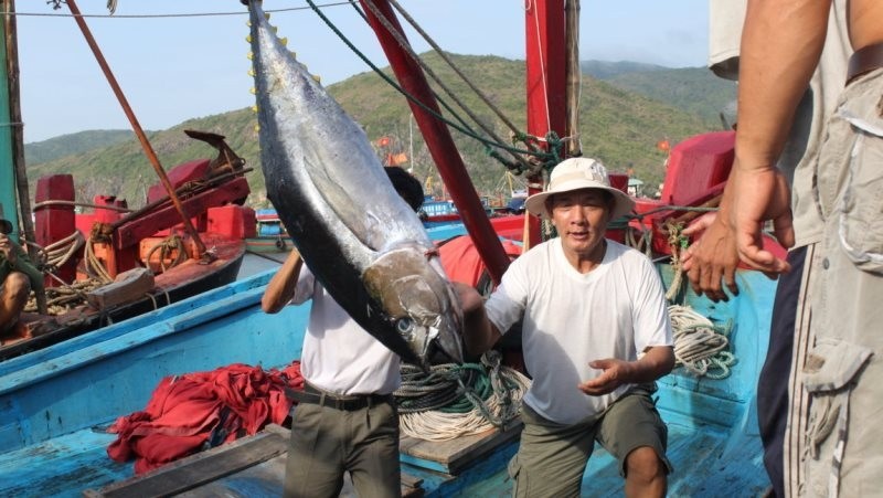 Binh Dinh’s tuna fishermen urged to upgrade techniques
