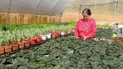 Many types of cool season vegetables and flowers are planted in Mang Den Ecotourist Site, Kon Tum province.