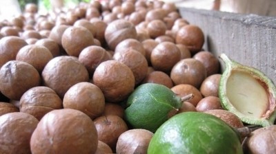 Macadamia nuts 