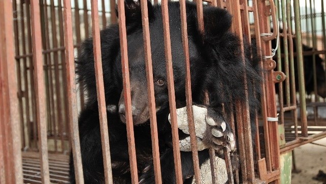 The number of bears in captivity has fallen significantly in the last ten years.
