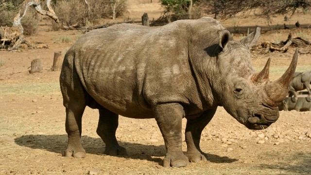 An African rhino