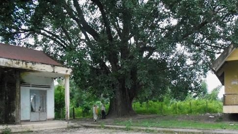 132 year-old bodhi tree in Dak Lak recognised as heritage tree (Photo: baodaklak.vn