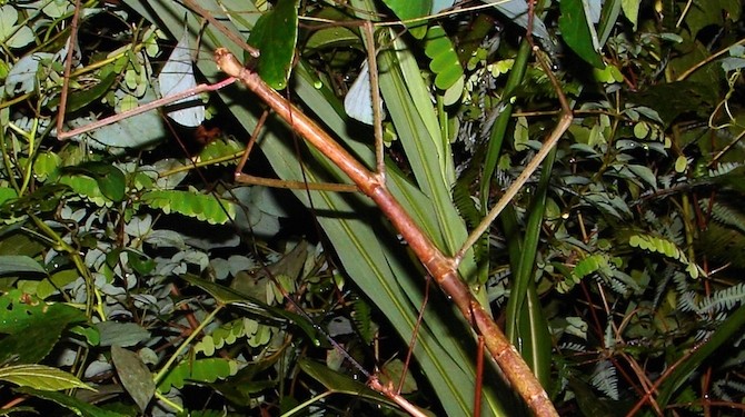 The world's second longest stick insect found in northern Vietnam