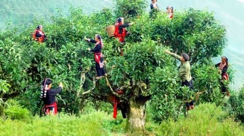 The ancient Shan Tuyet tea trees in Ha Giang