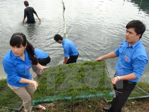Youth volunteers help fishermen develop the sea-based economy. (Image for illustration) 