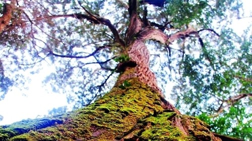 Fokienia trees recognised as national heritages (Photo: vnexpress.net)