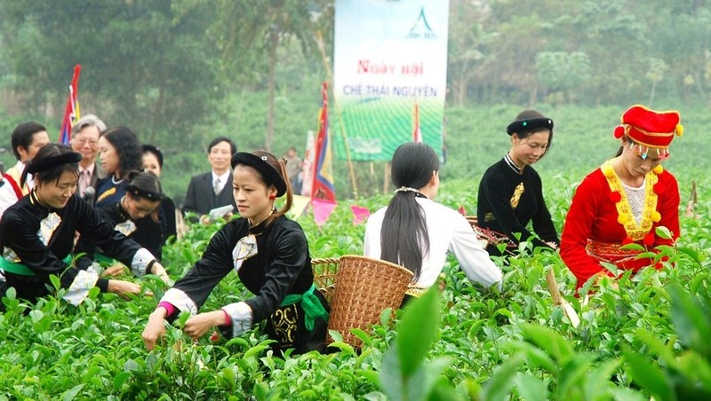 The third Thai Nguyen Tea Festival is scheduled to take place from November 26 to 28.