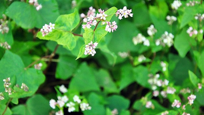 When first blossoming, buckwheat flowers are white, turning pinkish and then pink purple after a week.