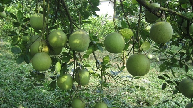 Doan Hung pomelo has been honoured with the ‘2015 Vietnam Golden Agricultural Brand’ award (Credit: phutho.gov.vn)