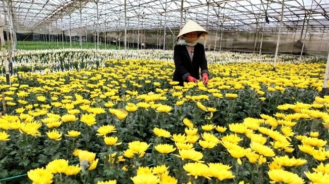 A farmer is tending her flowers.