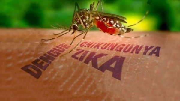There is a high risk that the virus may enter Vietnam due to the presence of Aedes mosquitoes.
