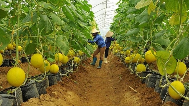  Science and technology enhance Vietnam’s agricultural produce