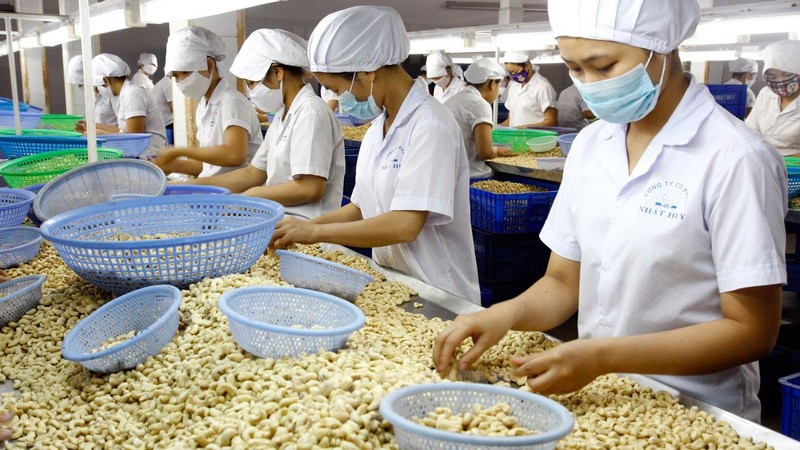 Processing cashew for export. (Credit: VNA)