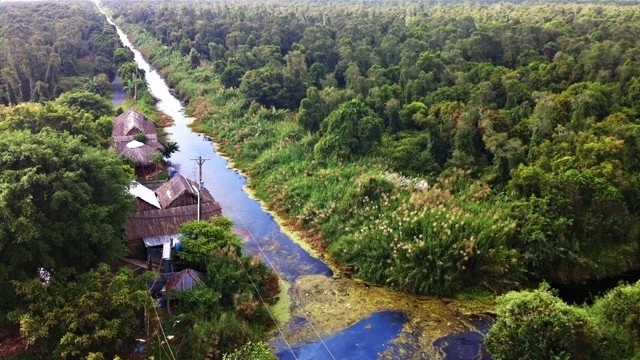 U Minh Ha Forest in Ca Mau province