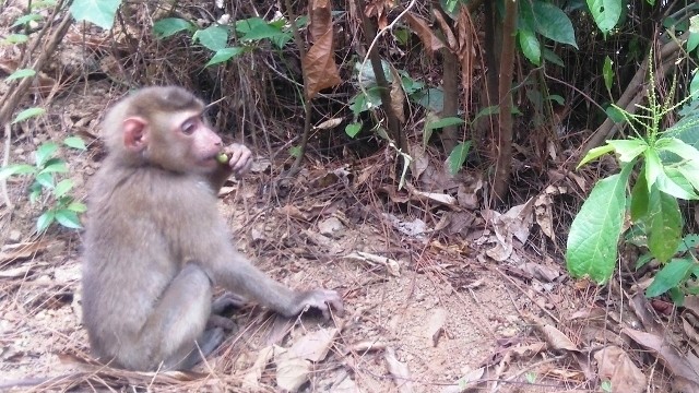 A pigtail macaque released back into the Nam Hai Van forest in Da Nang.