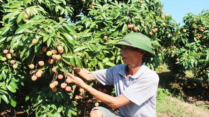 A lychee orchard in Bac Giang province