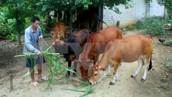 The two cows received from the cow-bank in support of disadvantaged households nationwide has helped Luong Van Phu’s family of the Thai ethnic group in Que Son Commune, Que Phong district in the central province of Nghe An escape from poverty. (Credit: VNA)