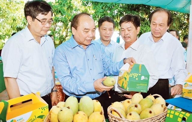 Prime Minister Nguyen Xuan Phuc visits My Xuong mango collective in Cao Lanh district, Dong Thap province (Photo: VNA)