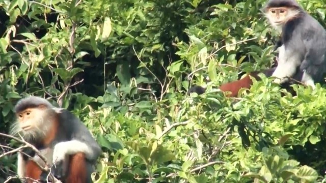 Southern white-cheeked gibbons spotted in a forest in Quang Binh province