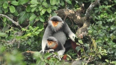 The red-shanked douc langur in Da Nang.