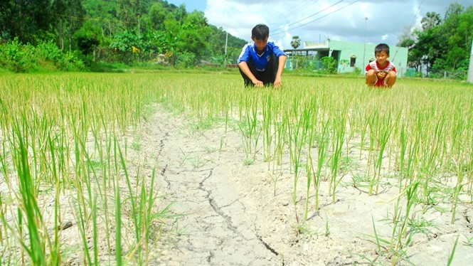 Drought and salt intrusion heavily affected provinces in the Central, Central Highland and Mekong River Delta region.