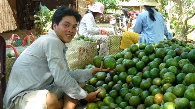 Farmers in Cau Ke District in the Mekong Delta province of Tra Vinh harvest oranges. (Credit: NDO)