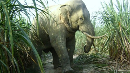 A wild elephant in Dong Nai.