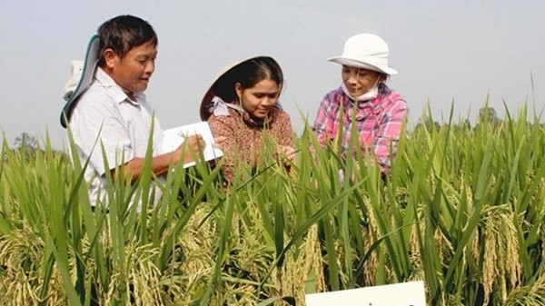 An expert inspects the quality of a salt-tolerant rice