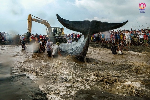 The first prize went to the photograph ‘Giai Cuu Ca Voi’ (Rescue the Whale) by Tran Van Yen.