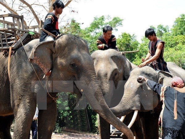 There are only 60 domestic elephants and around 100 wild ones alive in Vietnam at present (Photo: VNA)