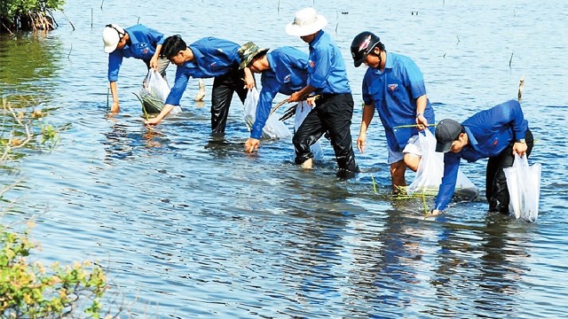 Youth Union members plant mangroves in Vinh Thinh commune, Hoa Binh district, Bac Lieu province. (Photo: Phan Thanh Cuong)