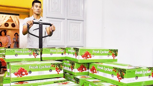 Bac Giang's Luc Ngan and Hai Duong's Thanh Ha fresh lychee irradiated before exporting to Australia (credit: Le Hieu)