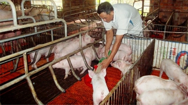 Farmers in Ba Dong Commune, Ba To District of Quang Ngai Province implement the closed pig raising model. (Credit: NDO)