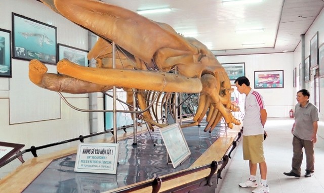 Visitors admire the skeleton of a humpback whale, which is 18 metres in length and 10 tonnes in weight, on display at the National Oceanographic Museum of Vietnam