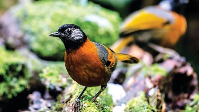 The collared-laughing-thrush (Garrulax yersini), a species of bird endemic to Vietnam’s Lang Biang Biosphere Reserve. (Credit: baolamdong.vn)
