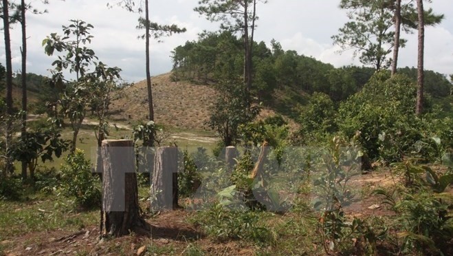 A damaged part of the Dai Ninh protection forest in Lam Dong (Credit: VNA)