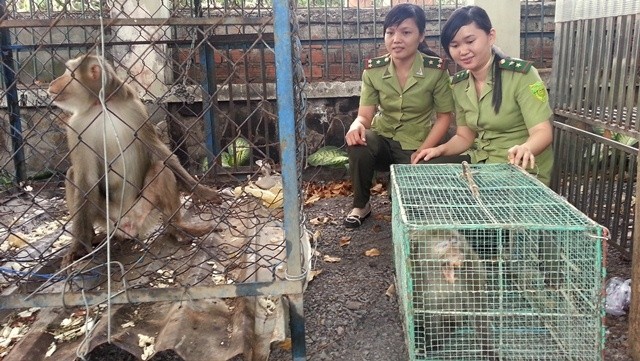 Binh Duong Provincial Forest Protection Department receives captive wild monkeys voluntarily handed over by locals to release to the wild. (Credit: sonongnghiep.binhduong.gov.vn)