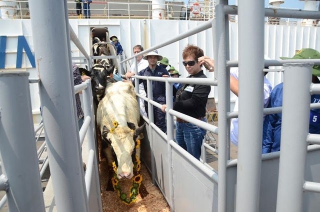 Dairy firm imports high-yield cows from the US