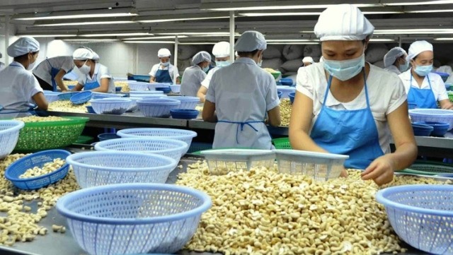 Vietnam targets to gain US$1 billion in cashew exports to the EU for the first time by the end of this year.
