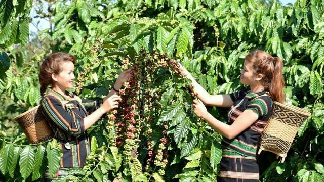 Locals in Dak Lak province enjoy a good crop of coffee beans. (Credit: NDO)