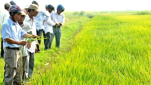 Local farmers inspect a high-yield rice production model in Phu Luong Agricultural Cooperative, Phu Vang district, Thua Thien-Hue province. (Credit: NDO)