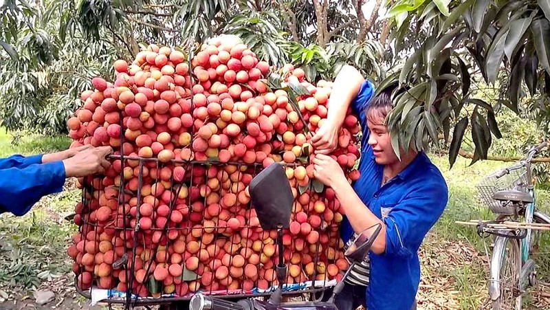 Lychee is among Vietnamese agricultural products exported to Australia