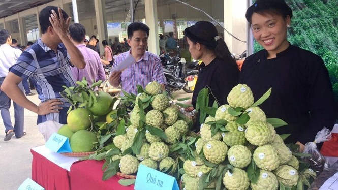 Chi Lang custard apple on sales at the festival.