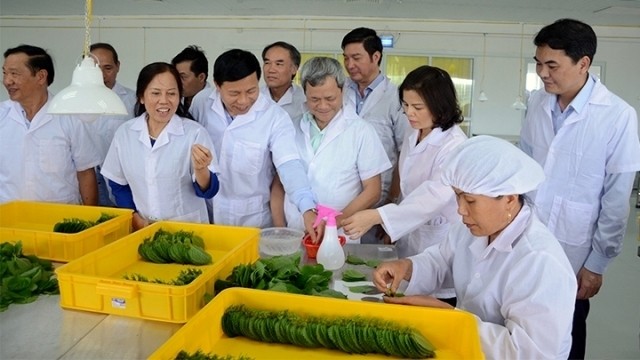 Bac Ninh leaders visit Ho Guom Group JSC's perilla leaf export production facility in Ngoc Kham village, Lam Thao commune, in Luong Tai district. (Credit: NDO)