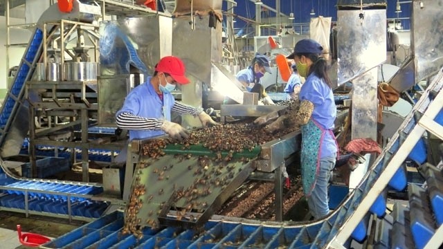 Processing cashew nuts for export, Phuoc Long town, Binh Phuoc province. (Credit: NDO)