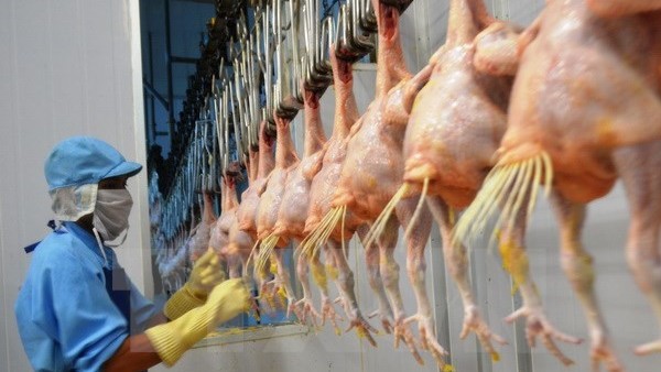 Chicken processing for export at Koyu & Unitek 