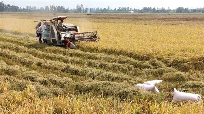 Rice husks and straw can be turned into energy (Photo: VNA)