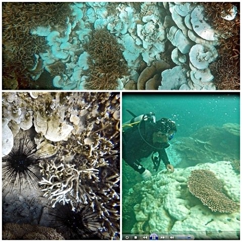The image of bleached corals in Con Dao National Park 