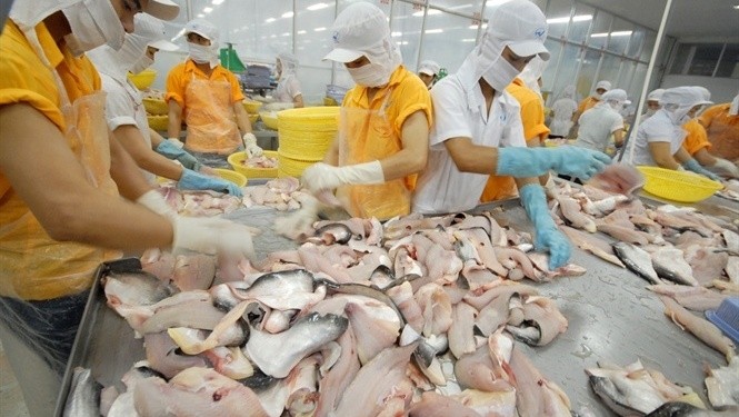 Tra fish processing for export